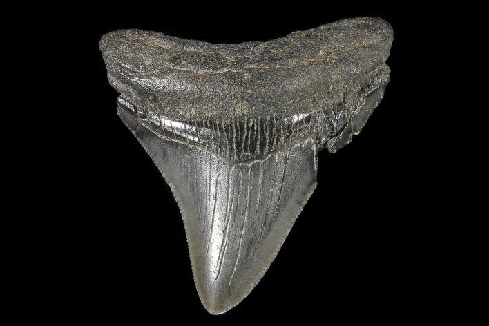 Fossil Megalodon Tooth - Georgia #74186